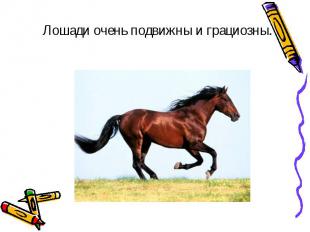 Лошади очень подвижны и грациозны. Лошади очень подвижны и грациозны.