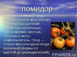 Томат (помидор)- род однолетних или многолетних травянистых растений семейства п
