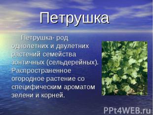 Петрушка- род однолетних и двулетних растений семейства зонтичных (сельдерейных)