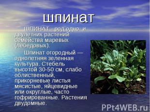 ШПИНАТ - род одно- и двулетних растений семейства маревых (лебедовых). ШПИНАТ -