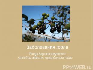 Заболевания горла Заболевания горла Ягоды бархата амурского удэгейцы жевали, ког