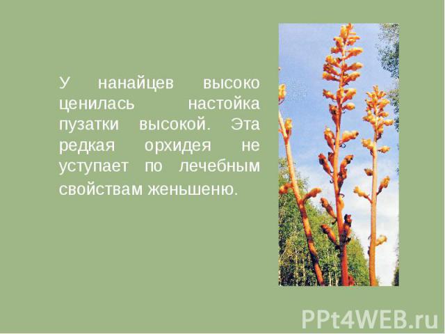 У нанайцев высоко ценилась настойка пузатки высокой. Эта редкая орхидея не уступает по лечебным свойствам женьшеню.