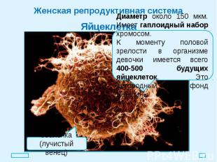 Женская репродуктивная система Яйцеклетка