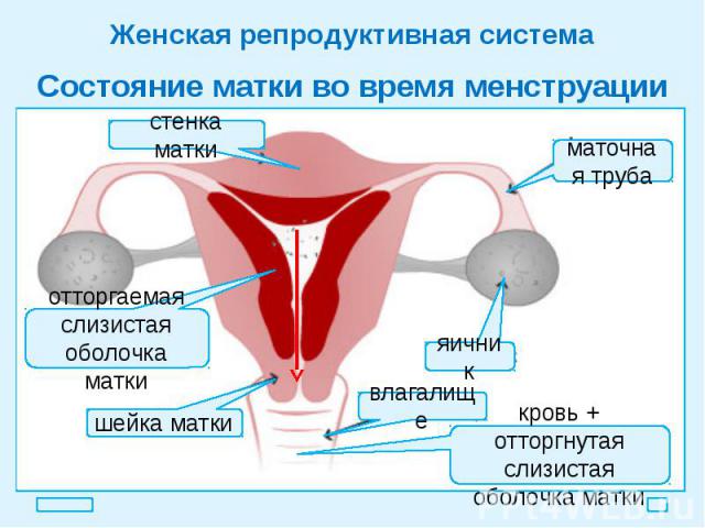 Женская репродуктивная система Состояние матки во время менструации