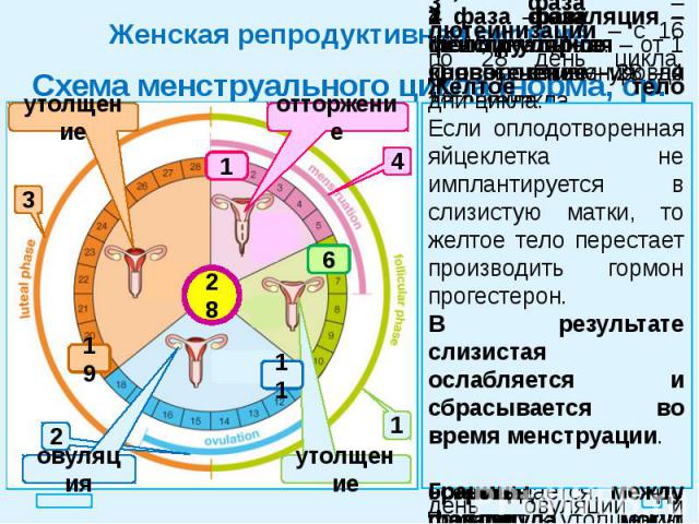 Женская репродуктивная система Схема менструального цикла (норма, ср. знач.)
