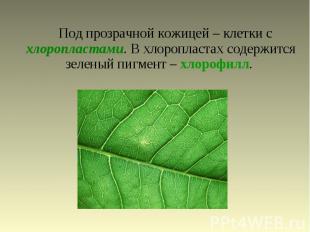Под прозрачной кожицей – клетки с хлоропластами. В хлоропластах содержится зелен