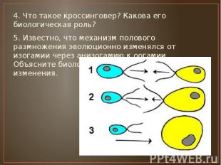 4. Что такое кроссинговер? Какова его биологическая роль? 4. Что такое кроссинго