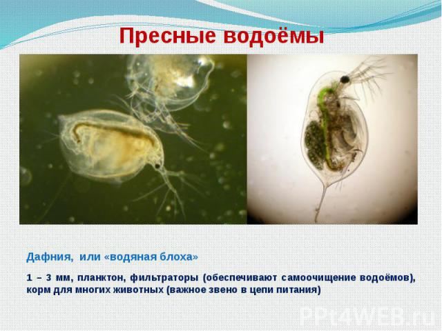 Пресные водоёмы Дафния, или «водяная блоха» 1 – 3 мм, планктон, фильтраторы (обеспечивают самоочищение водоёмов), корм для многих животных (важное звено в цепи питания)