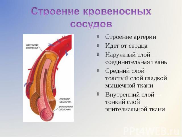 Строение артерии Строение артерии Идет от сердца Наружный слой – соединительная ткань Средний слой – толстый слой гладкой мышечной ткани Внутренний слой – тонкий слой эпителиальной ткани