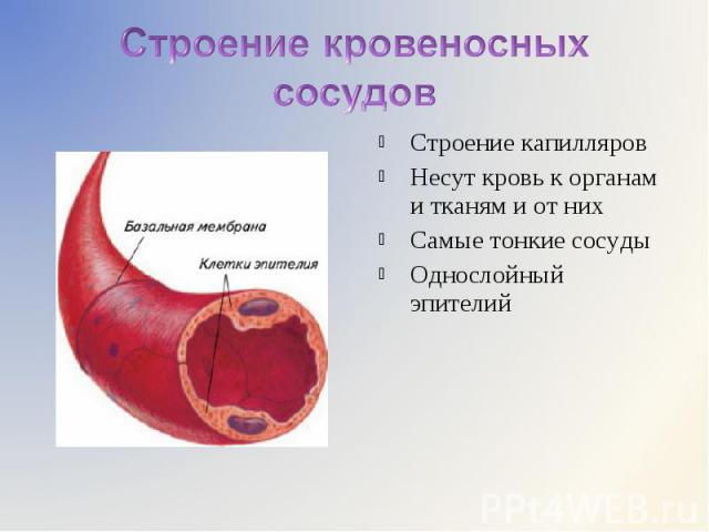 Строение капилляров Строение капилляров Несут кровь к органам и тканям и от них Самые тонкие сосуды Однослойный эпителий
