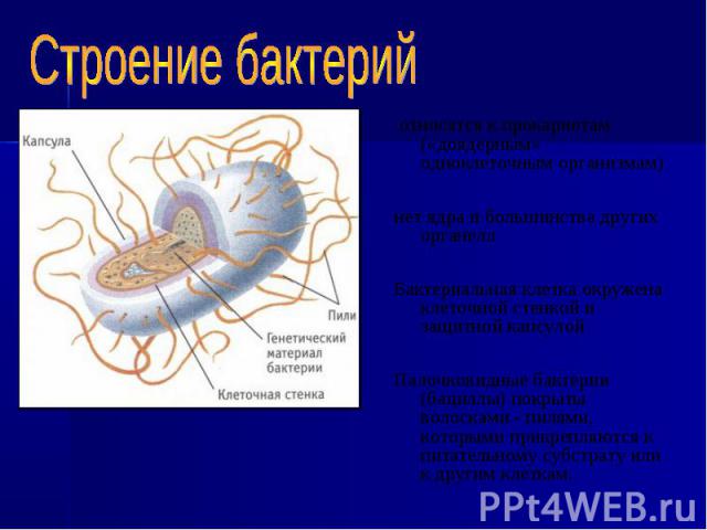 относятся к прокариотам («доядерным» одноклеточным организмам) относятся к прокариотам («доядерным» одноклеточным организмам) нет ядра и большинства других органелл Бактериальная клетка окружена клеточной стенкой и защитной капсулой Палочковидные ба…