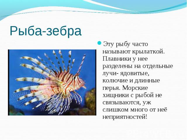 Эту рыбу часто называют крылаткой. Плавники у нее разделены на отдельные лучи- ядовитые, колючие и длинные перья. Морские хищники с рыбой не связываются, уж слишком много от неё неприятностей! Эту рыбу часто называют крылаткой. Плавники у нее раздел…