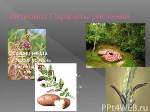 Антибиоз Паразиты растений