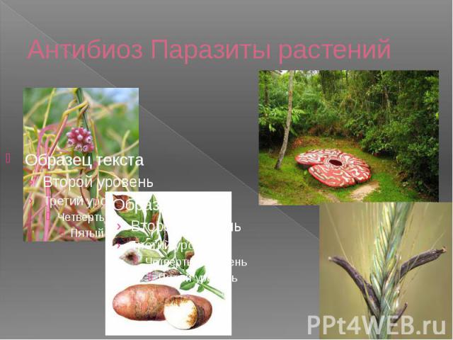 Антибиоз Паразиты растений