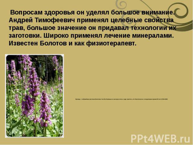 Буквица – любимейшее растение Болотова. Чая без буквицы он никогда не пил, и надо заметить, что благополучно и плодотворно прожил 95 лет (1738-1833)! 