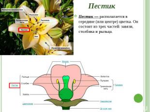 Пестик Пестик — располагается в середине (или центре) цветка. Он состоит из трех