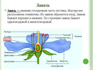 Завязь Завязь — нижняя утолщенная часть пестика. Внутри нее расположена семяпочк