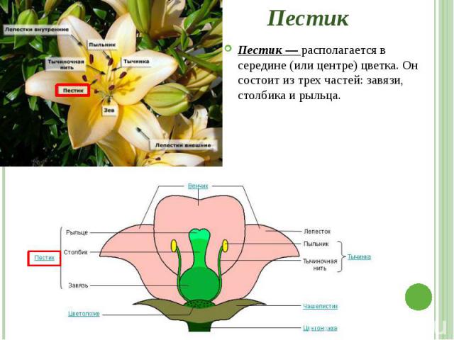 Пестик Пестик — располагается в середине (или центре) цветка. Он состоит из трех частей: завязи, столбика и рыльца.