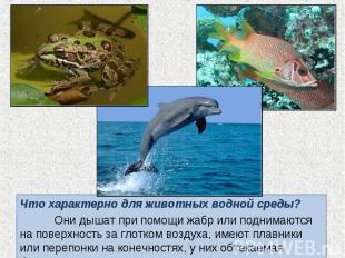 Что характерно для животных водной среды? Что характерно для животных водной сре