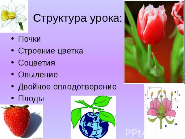Почки Почки Строение цветка Соцветия Опыление Двойное оплодотворение Плоды