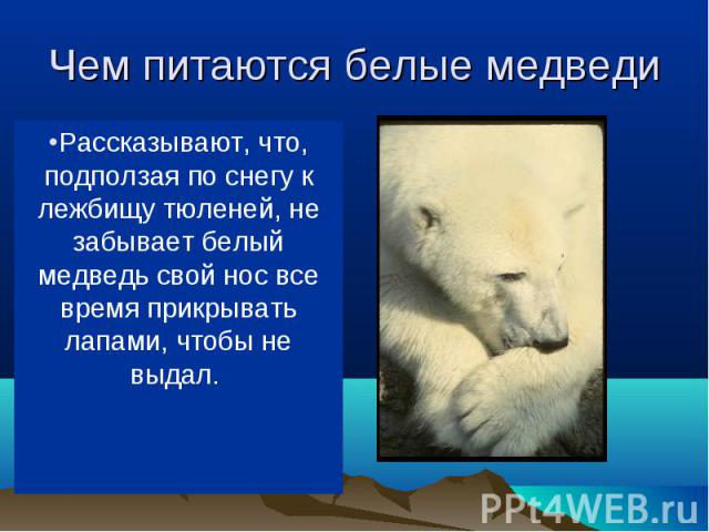 В море ловит белый медведь рыбу, на льдинах (да и в воде тоже) — тюленей, на берегу — песцов, пеструшек, северных оленей. Когда голоден, ест и падаль, водоросли, мхи. В море ловит белый медведь рыбу, на льдинах (да и в воде тоже) — тюленей, на берег…