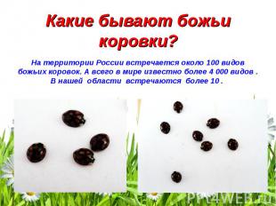 На территории России встречается около 100 видов божьих коровок. А всего в мире