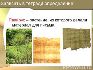 Папирус – растение, из которого делали материал для письма. Папирус – растение,