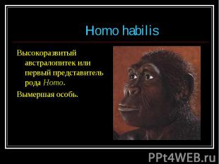 Высокоразвитый австралопитек или первый представитель рода Homo. Высокоразвитый