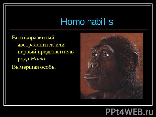 Высокоразвитый австралопитек или первый представитель рода Homo. Высокоразвитый австралопитек или первый представитель рода Homo. Вымершая особь.