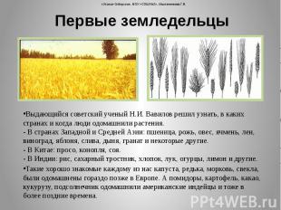 Первые земледельцы Выдающийся советский ученый Н.И. Вавилов решил узнать, в каки