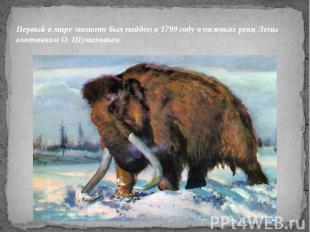 Первый в мире мамонт был найден в 1799 году в низовьях реки Лены охотником О. Шу