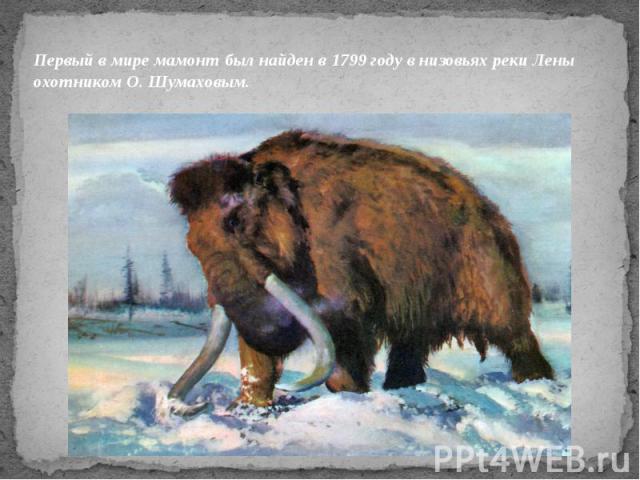 Первый в мире мамонт был найден в 1799 году в низовьях реки Лены охотником О. Шумаховым.