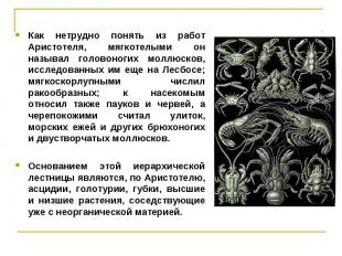 Как нетрудно понять из работ Аристотеля, мягкотелыми он называл головоногих молл