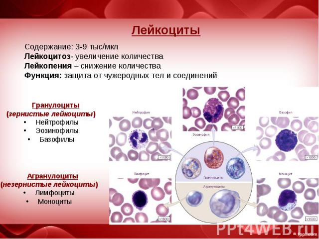 Гранулоциты Гранулоциты (зернистые лейкоциты) Нейтрофилы Эозинофилы Базофилы