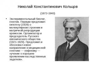 Николай Константинович Кольцов (1872-1940) Экспериментальный биолог, генетик. Пе