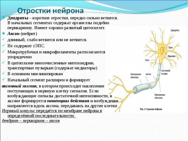 Короткие отростки аксоны сильно. Отростки нейрона: Аксон, дендриты.. Короткий отросток нейрона. Сильно ветвится дендрит или Аксон. Короткий ветвящийся отросток нейрона это.