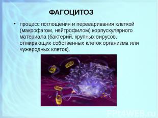 процесс поглощения и переваривания клеткой (макрофагом, нейтрофилом) корпускуляр