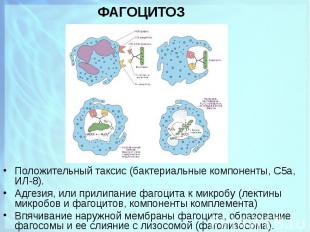 Положительный таксис (бактериальные компоненты, С5а, ИЛ-8). Положительный таксис