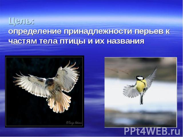 Цель: определение принадлежности перьев к частям тела птицы и их названия
