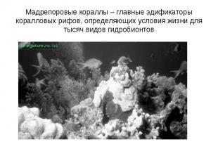 Мадрепоровые кораллы – главные эдификаторы коралловых рифов, определяющих услови