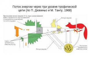 Поток энергии через три уровня трофической цепи (по П. Дювиньо и М. Тангу, 1968)