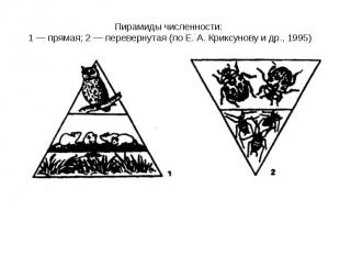 Пирамиды численности: 1 — прямая; 2 — перевернутая (по Е. А. Криксунову и др., 1