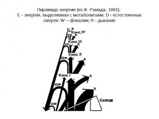Пирамида энергии (из Ф. Рамада, 1981): Е - энергия, выделяемая с метаболитами; D