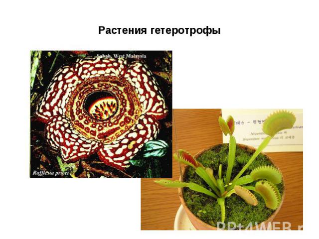 Растения гетеротрофы