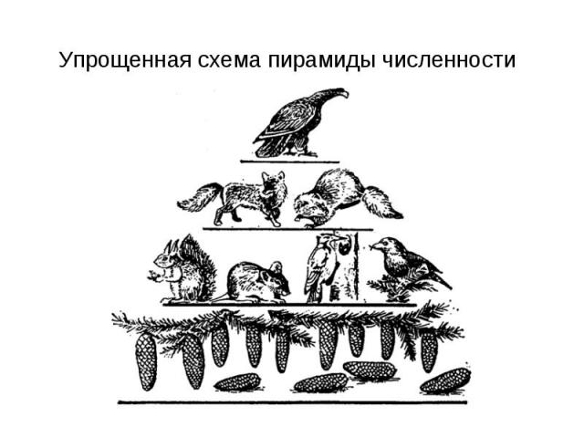 Упрощенная схема пирамиды численности