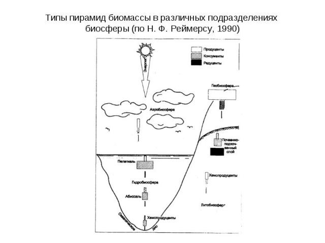 Типы пирамид биомассы в различных подразделениях биосферы (по Н. Ф. Реймерсу, 1990)