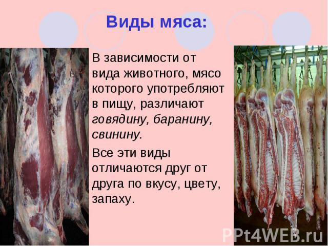 В зависимости от вида животного, мясо которого употребляют в пищу, различают говядину, баранину, свинину. В зависимости от вида животного, мясо которого употребляют в пищу, различают говядину, баранину, свинину. Все эти виды отличаются друг от друга…