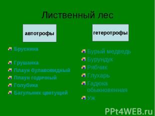 Лиственный лес Брусника Грушанка Плаун булавовидный Плаун годичный Голубика Багу