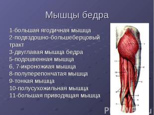 Мышцы бедра 1-большая ягодичная мышца 2-подвздошно-большеберцовый тракт 3-двугла
