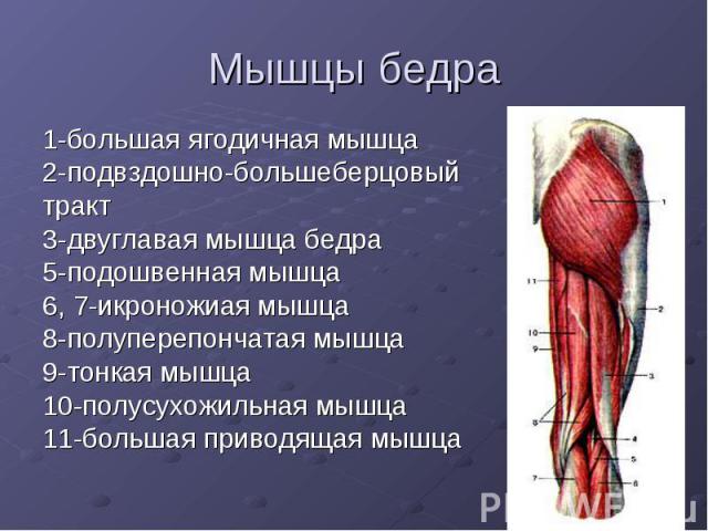 Мышцы бедра 1-большая ягодичная мышца 2-подвздошно-большеберцовый тракт 3-двуглавая мышца бедра 5-подошвенная мышца 6, 7-икроножиая мышца 8-полуперепончатая мышца 9-тонкая мышца 10-полусухожильная мышца 11-большая приводящая мышца